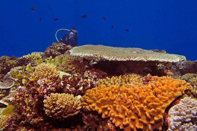 Certified Scuba Diving with Whitetip Marine Adventures team - Key highlights at a glance