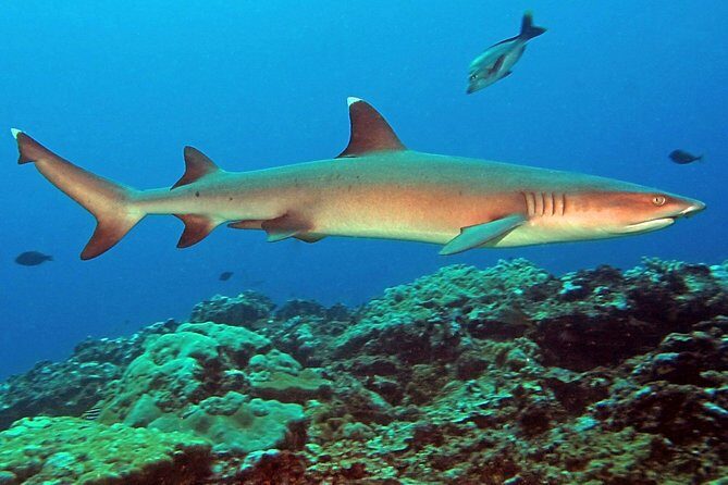 Certified Scuba Diving with Whitetip Marine Adventures team - The boat ride to the Mamanucas: snacks, timing, and settling in