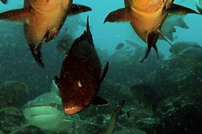 Certified Scuba Diving with Whitetip Marine Adventures team - Underwater Session 1: coral reefs around the Mamanucas