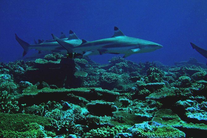 Certified Scuba Diving with Whitetip Marine Adventures team - Underwater Session 2: the Salamander wreck plus more reef time