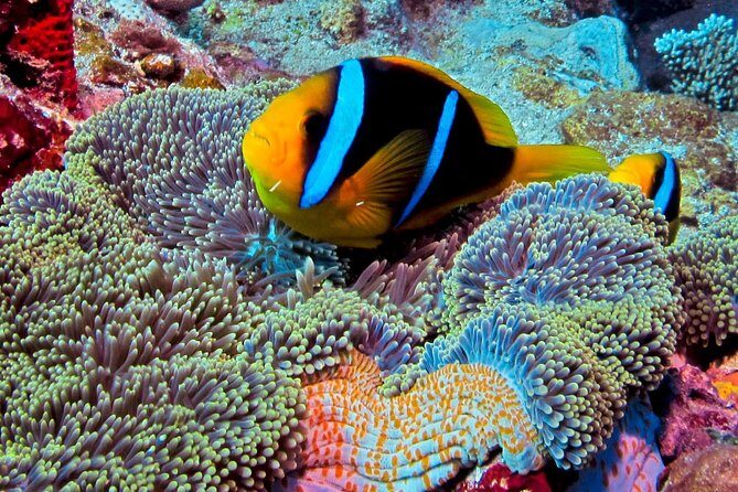 Certified Scuba Diving with Whitetip Marine Adventures team - In-water coaching: personalized attention that keeps you comfortable