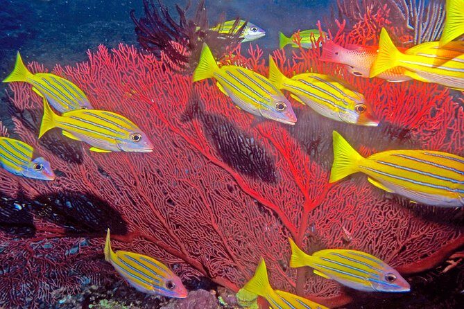 Certified Scuba Diving with Whitetip Marine Adventures team - Marine life you can realistically hope to see