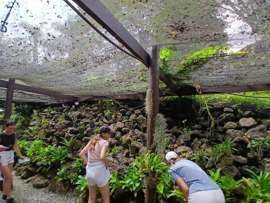 FIJI: Garden of the Sleeping Giant - Raymond Burr’s orchid legacy in the Sabeto hills