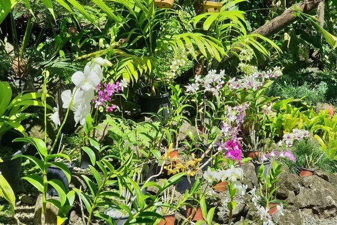 Fiji Lautoka Shore Excursions Tour - Group size and comfort: what 100 people means in practice