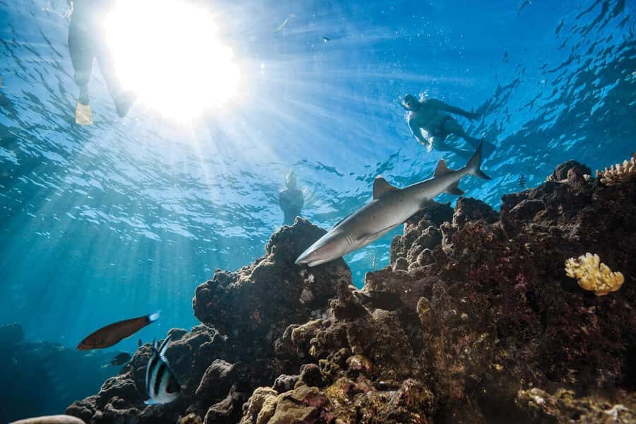 Fiji: Ultimate Encounters Snorkel with Sharks and Lunch - Kuata Island Time: Lunch, Coral-Watching, and Water Toys