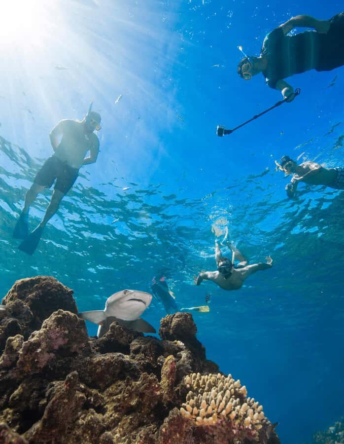 Fiji: Ultimate Encounters Snorkel with Sharks and Lunch - Who Should Book This Shark Snorkel Day Trip?