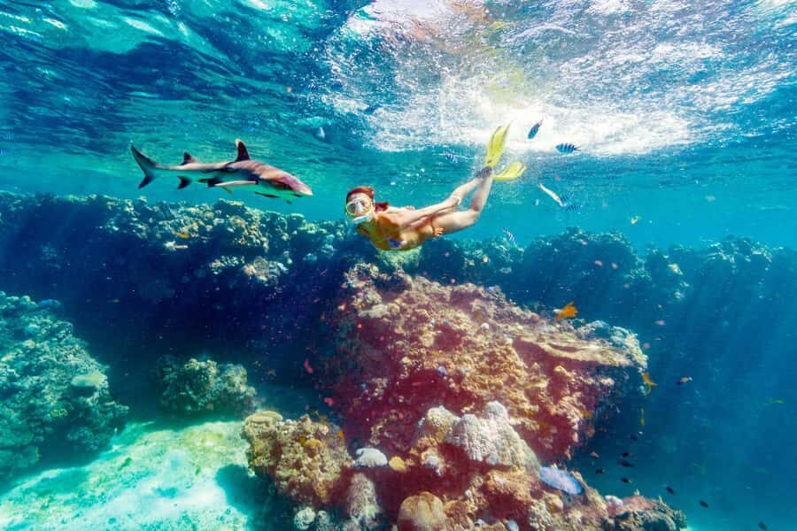 Fiji: Ultimate Encounters Snorkel with Sharks and Lunch - The Shark Snorkel Experience: What You’ll See and How It Works