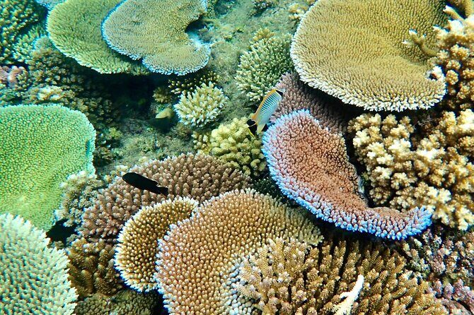 Fiji’s Best Dolphins tour and Snorkeling Adventure - Rakiraki scenic drive: sugar cane fields and the Fiji Water connection