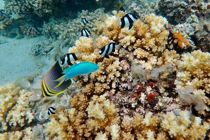 Fiji’s Best Dolphins tour and Snorkeling Adventure - Hand-line fishing masterclass: traditional technique and a chance to catch snapper or grouper