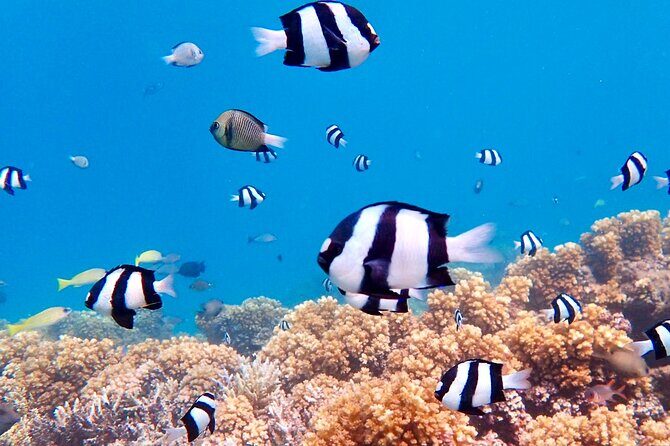 Fiji’s Best Dolphins tour and Snorkeling Adventure - Moonlight sandbar landing: the tidal window and photo-ready walking time