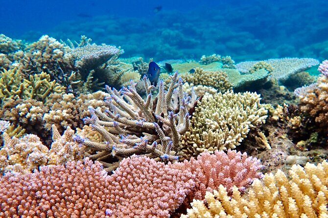 Fiji’s Best Dolphins tour and Snorkeling Adventure - Coral reef snorkeling: seeing color, fish, and that Fiji under-water feel