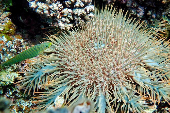 Fiji’s Best Dolphins tour and Snorkeling Adventure - Lunch, bottled water, and soft drinks: what’s included and what to bring