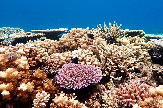 Fiji’s Best Dolphins tour and Snorkeling Adventure - Dolphin Tracking Squad: fast search, real expectations, and the “show up” factor