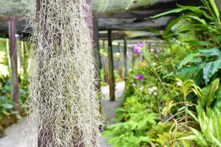Garden of Sleeping Giant with Tifajek Mudpool Hotspring Tour - What to bring (and wear) for Fiji mud and hot pools