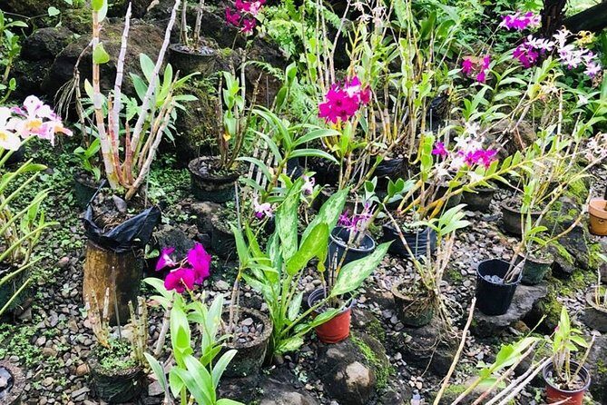 Half Day Nadi Sightseeing & Mud Pool Tour - Garden of the Sleeping Giant: Orchids, Tropical Plants, and a Calm Reset