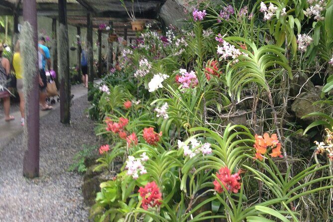 Half Day Nadi Tour incls Sri Siva Temple, Orchid Gardens,Local Village & Markets - Key things to know before you go