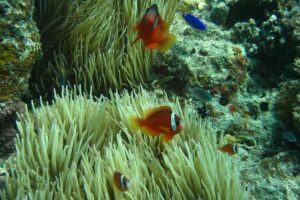 Introductory Scuba Dive experience - Whitetip Marine Adventures - The 5-hour flow: what happens before, during, and after