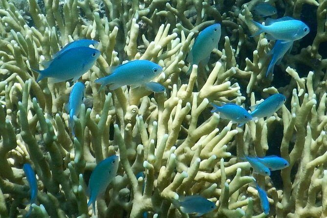 Introductory Scuba Dive experience - Whitetip Marine Adventures - Where you’ll go: reef areas around Viti Levu