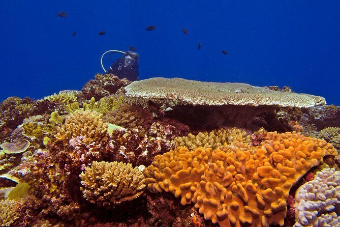Introductory Scuba Dive experience - Whitetip Marine Adventures - Wildlife you can realistically hope to see
