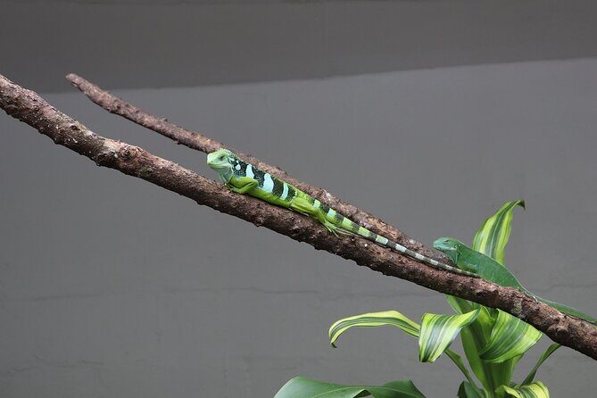 Kula Eco Park Admission - Water Rides, Zipline, and the Big Question of What’s Included