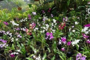 Private Tour: Hot spings & Sleeping Giant Garden hiking Adventure - Price and what you get for $82.31 per person