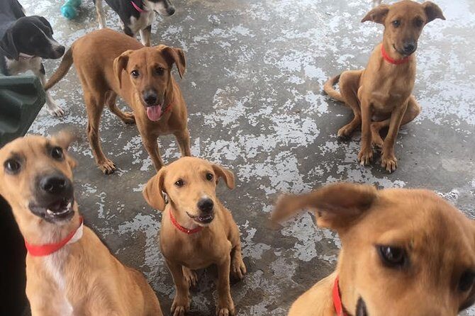 Shelter Visit & Tour - Cuddle, play, and walk: your role in getting pets ready for adoption