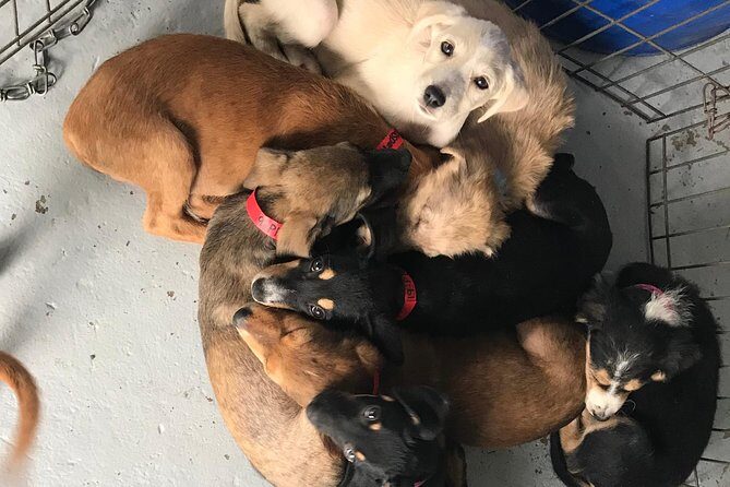 Shelter Visit & Tour - Who this is best for (and who might want to adjust expectations)
