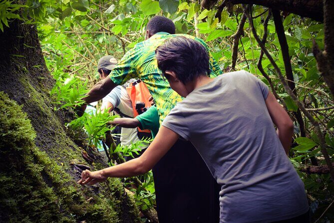 Small Group Hiking Adventure - Hidden Peaks - Kava ceremony and lunch with a local family in Nausori village