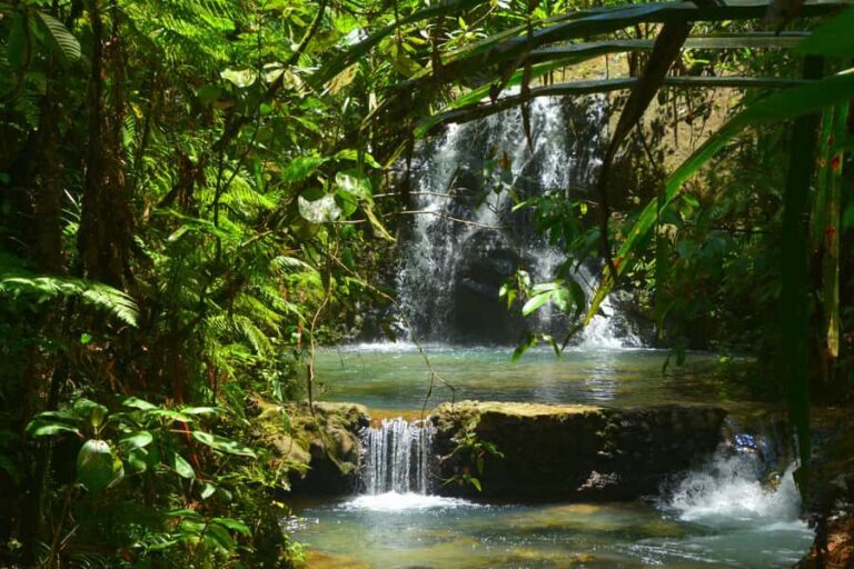 Suva: Fijian Nature and Waterfall Tour - The rainforest trek: birds, roots, and real walking