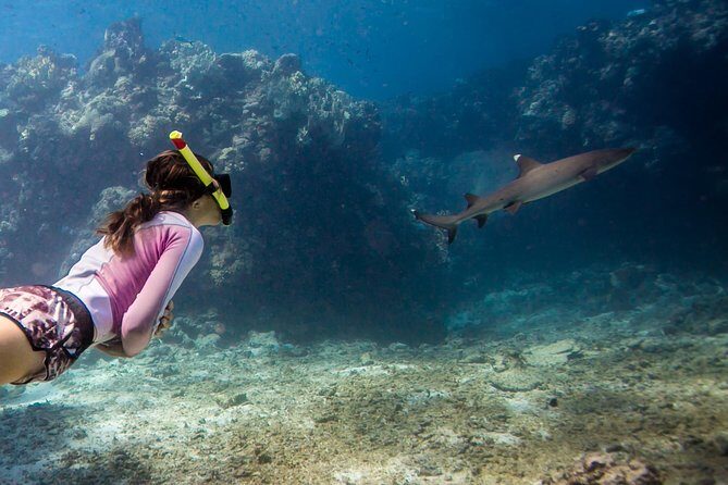 Ultimate Encounter Snorkel with Sharks in Fiji - Key things to know before you go