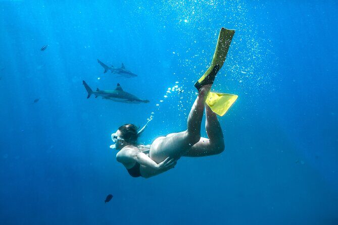 Ultimate Encounter Snorkel with Sharks in Fiji - Denarau to Kuata: what the long ride is actually for