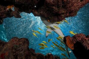Ultimate Encounter Snorkel with Sharks in Fiji - The Kuata Island setting you’re spending your time in