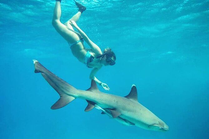 Ultimate Encounter Snorkel with Sharks in Fiji - The day’s structure: snorkeling first, then island time