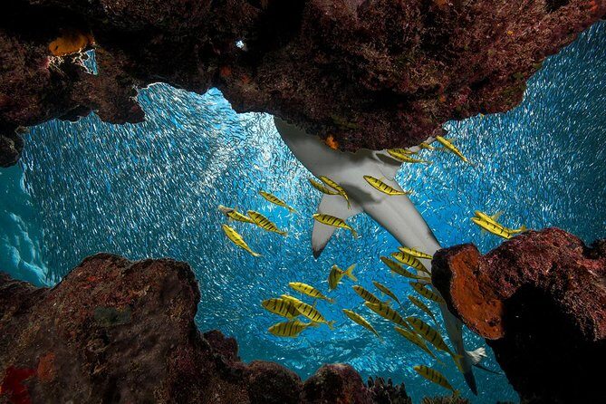 Ultimate Encounter Snorkel with Sharks in Fiji - The Kuata Island setting you’re spending your time in