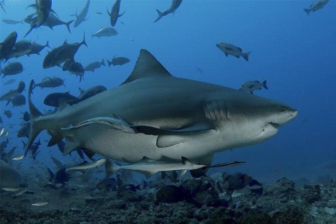 Ultimate Shark Encounter Two Tank Dive at The World Famous Beqa Lagoon - Key things I’d circle on your planning map