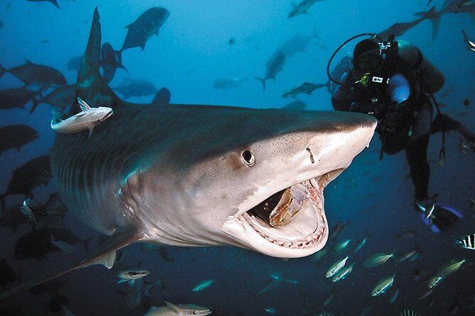 Ultimate Shark Encounter Two Tank Dive at The World Famous Beqa Lagoon - Beqa Lagoon’s Arena: the reef where sharks “own the show”
